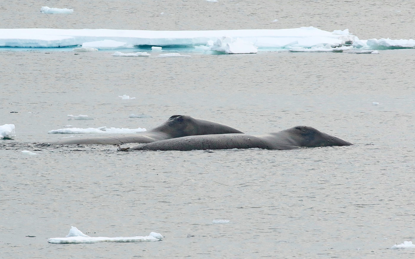 Deux baleines boréales au repos. © Wim Duran