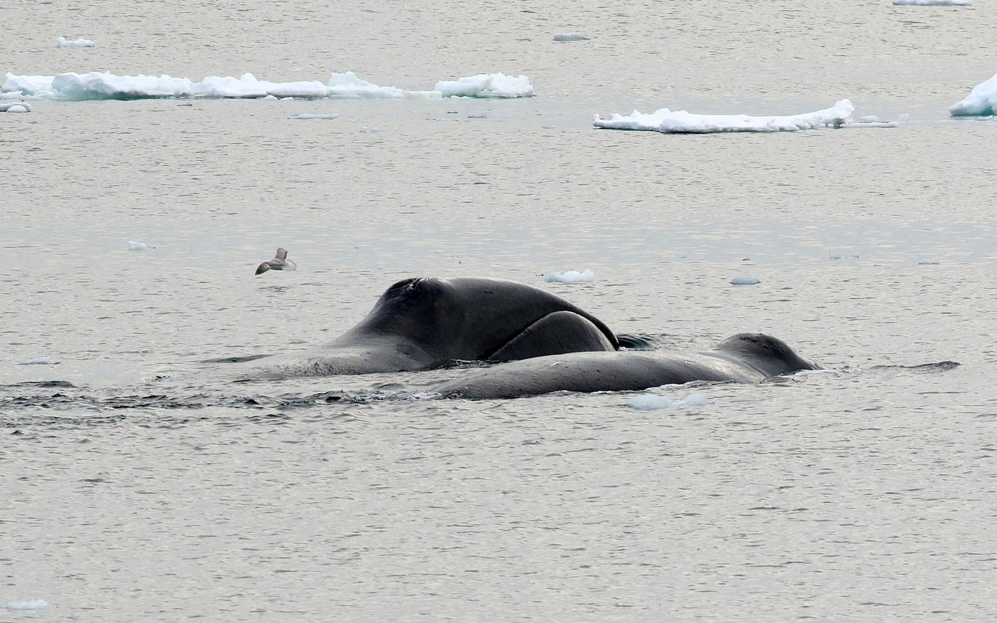 Rencontre avec les baleines boréales. © Wim Duran