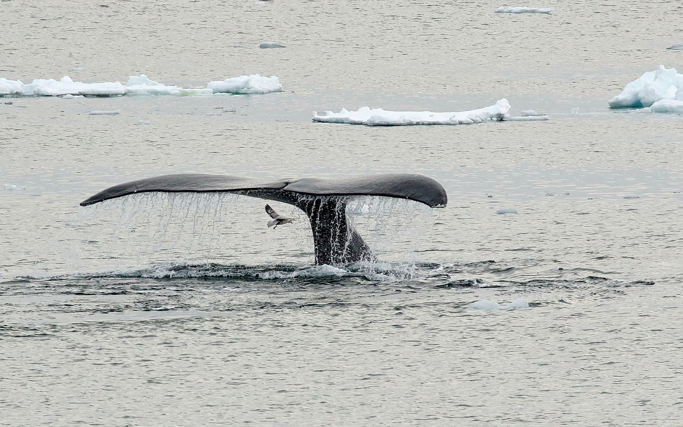 Un plongé de la baleine boréale. © Wim Duran