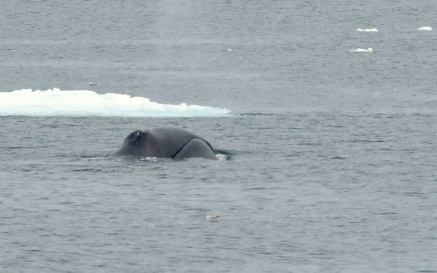 La mâchoire typique de la baleine boréale est clairement visible ici. © Wim Duran