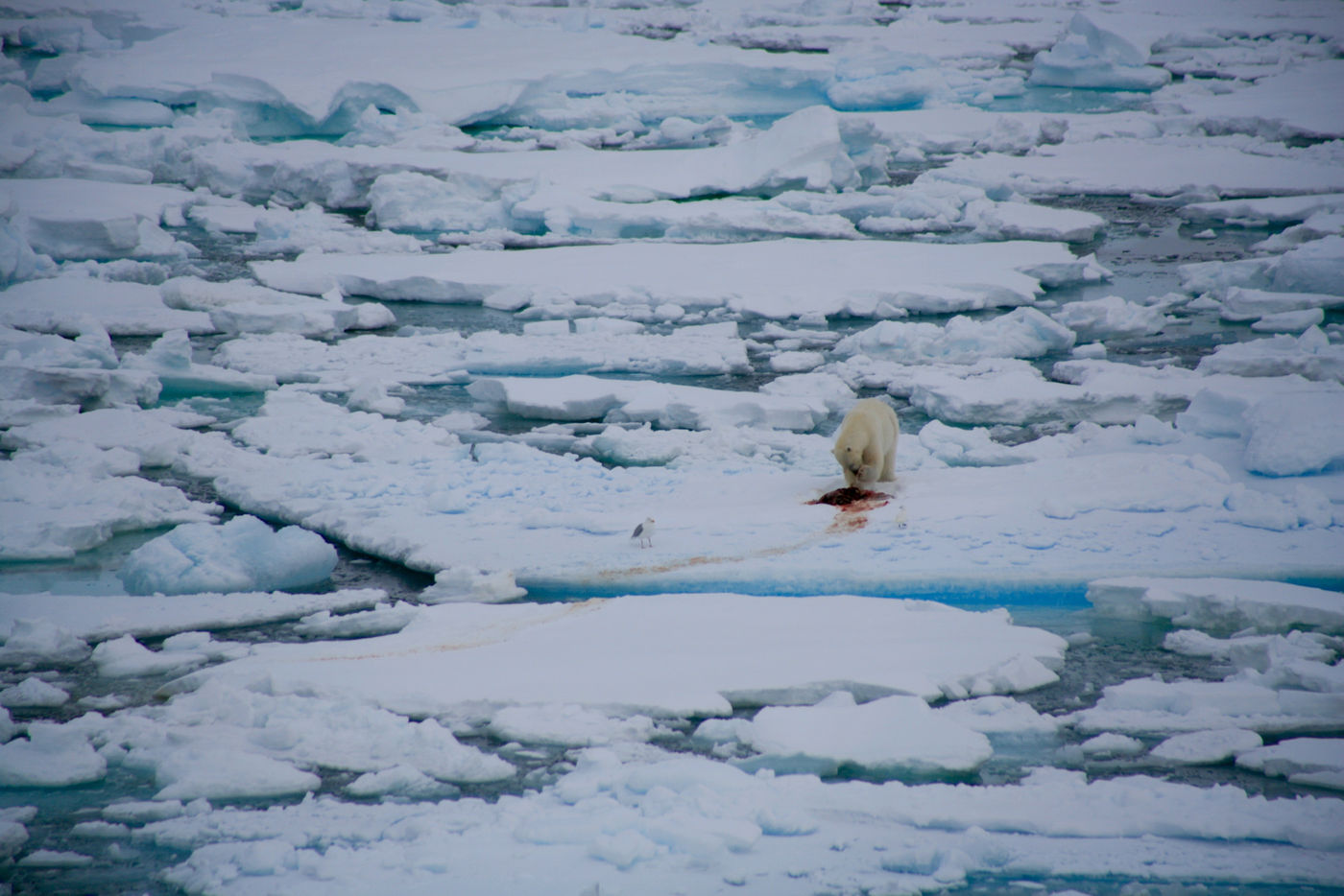 Les ours polaires se repèrent de loin par leur couleur plus jaunâtre que la glace. © Valérie Goethals