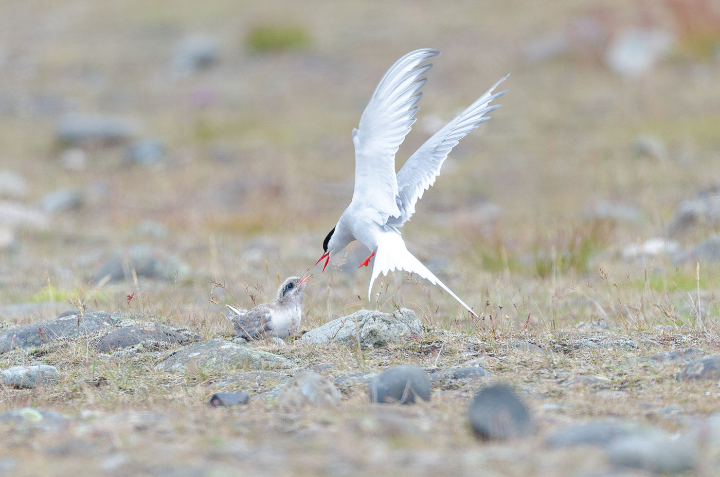 © Jeffrey Van Daele