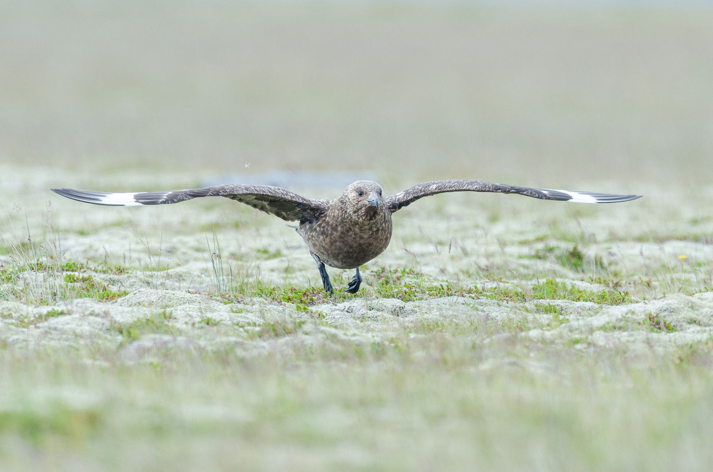 © Jeffrey Van Daele