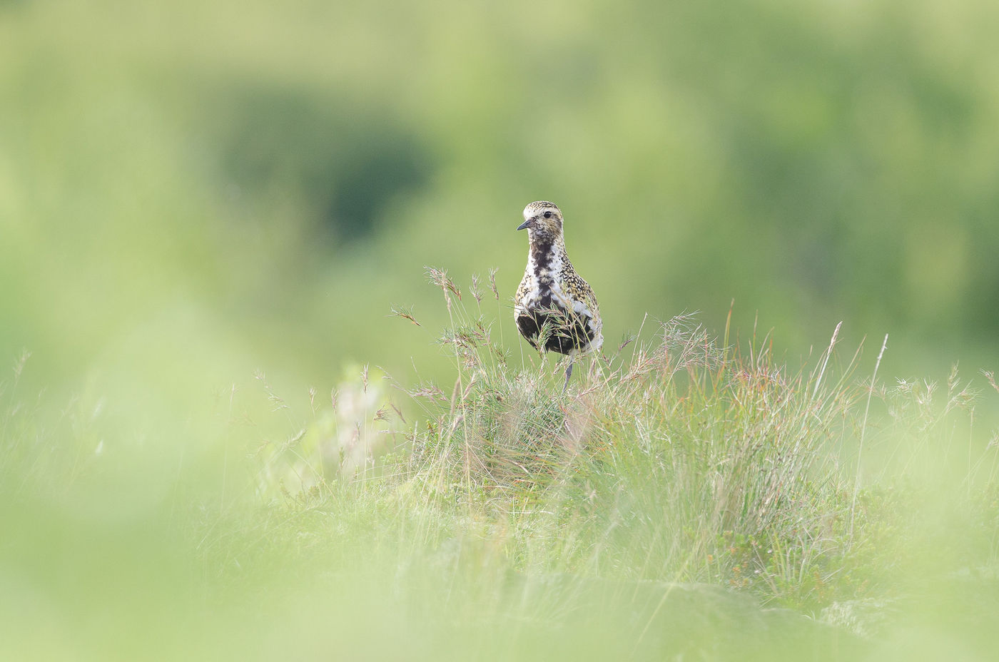 © Jeffrey Van Daele