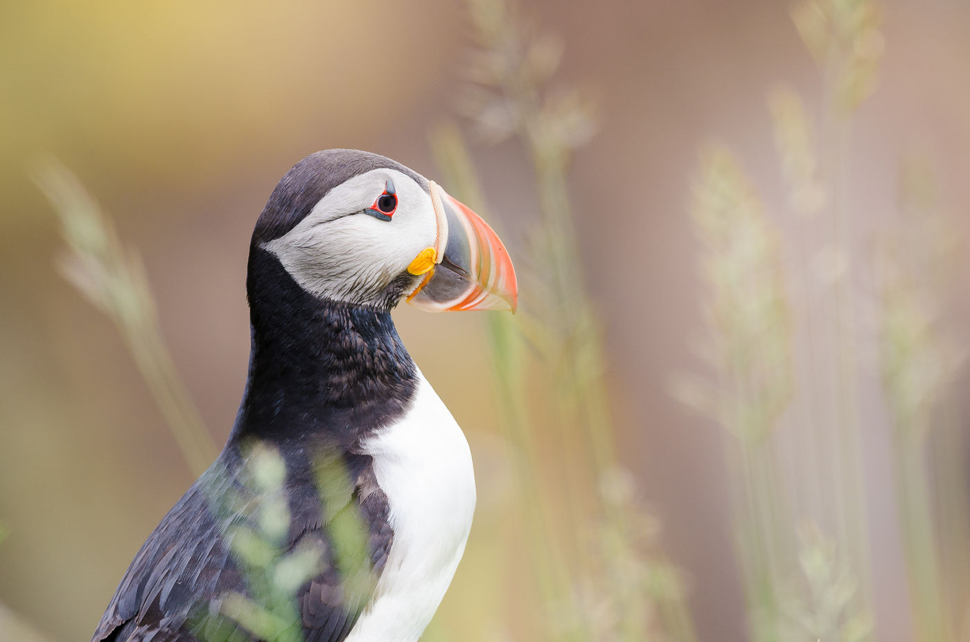 © Jeffrey Van Daele