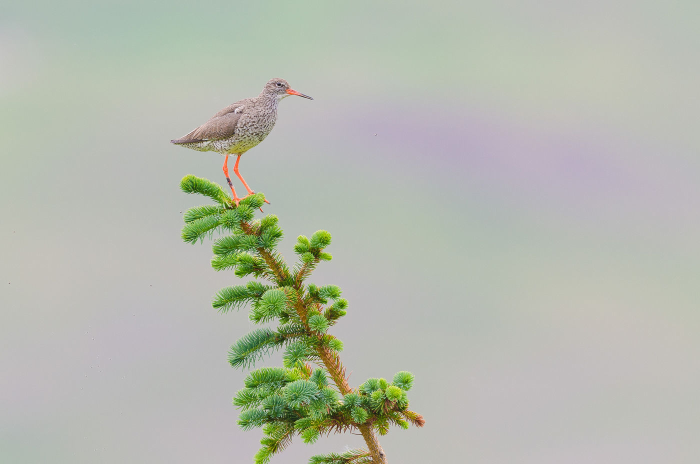 © Jeffrey Van Daele