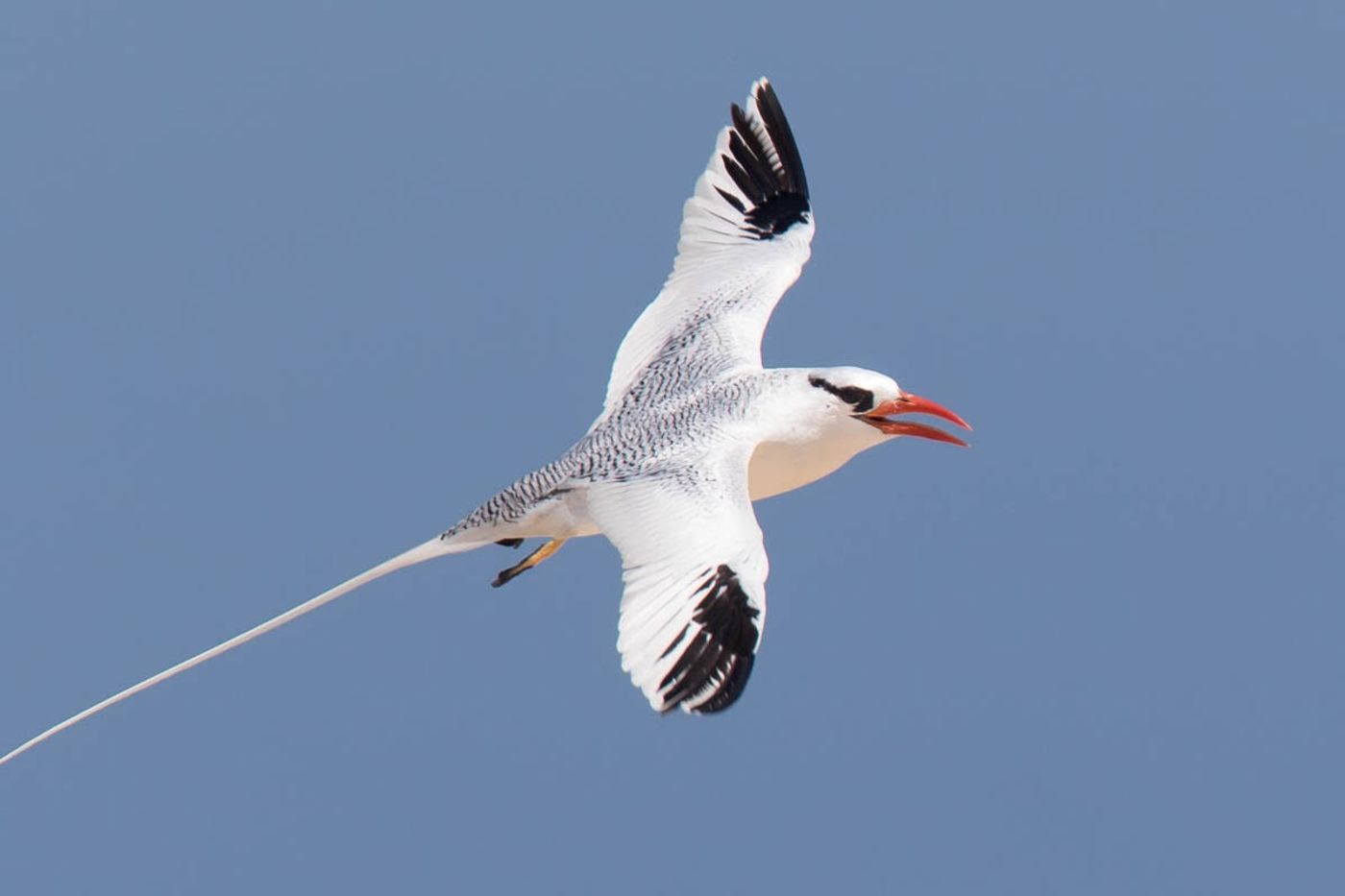 _Kristof-Goemaere_West-African-Pelagic_2017_natuur-nature-cruise_STARLING_reizen-tours_RN4A6045