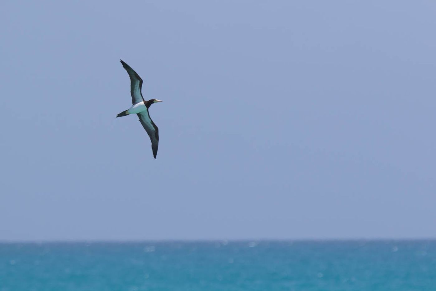 _Kristof-Goemaere_West-African-Pelagic_2017_natuur-nature-cruise_STARLING_reizen-tours_RN4A6380