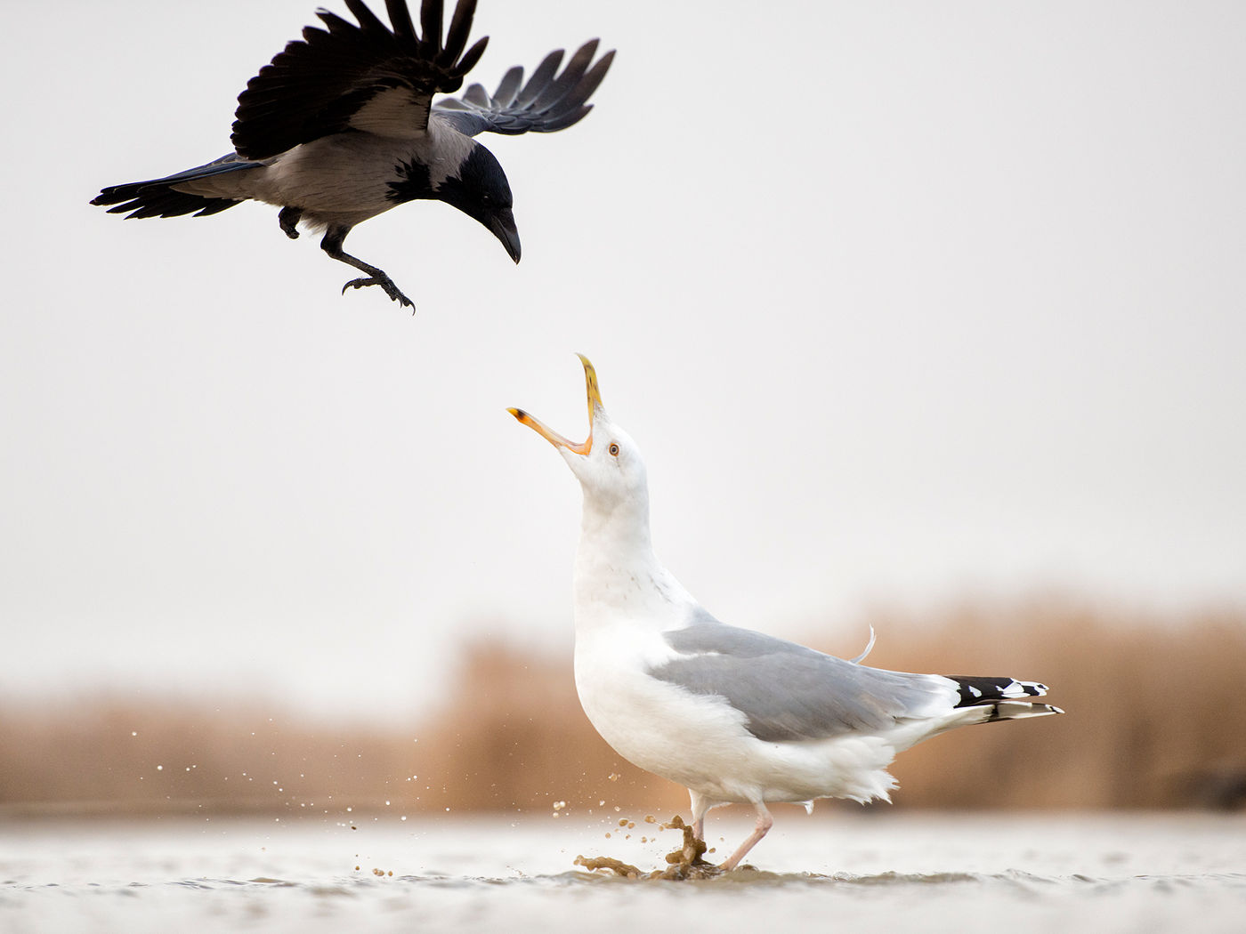 © Bence Maté / voyages STARLING