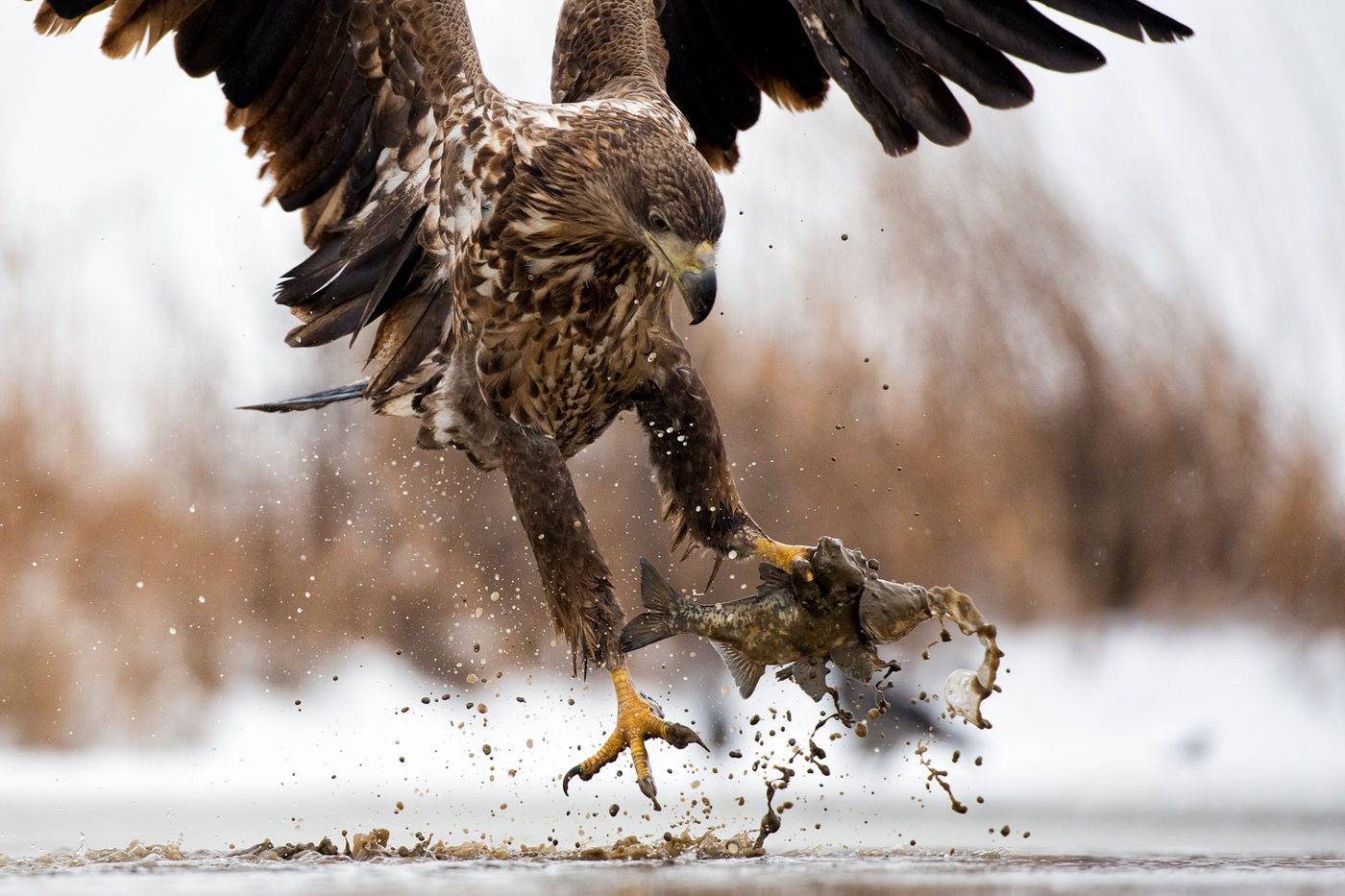 © Bence Maté/STARLING reizen