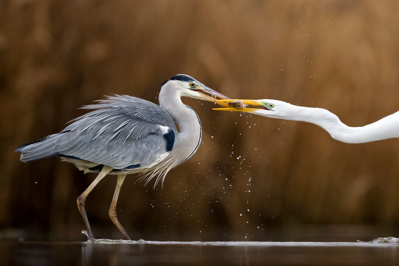 © Bence Maté / voyages STARLING