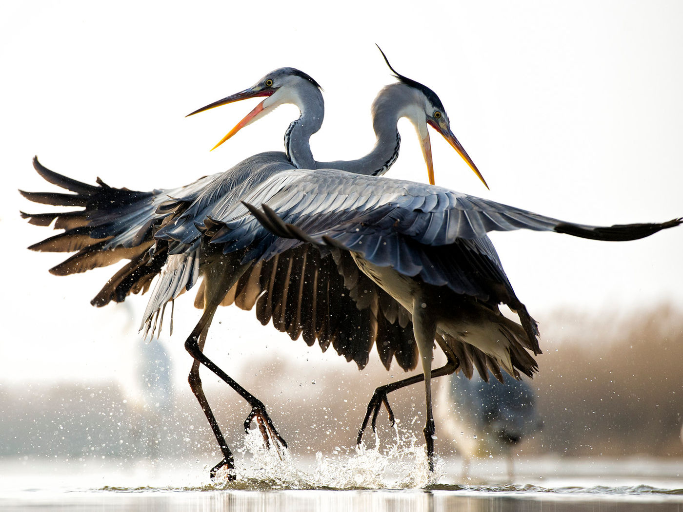 © Bence Maté/STARLING reizen