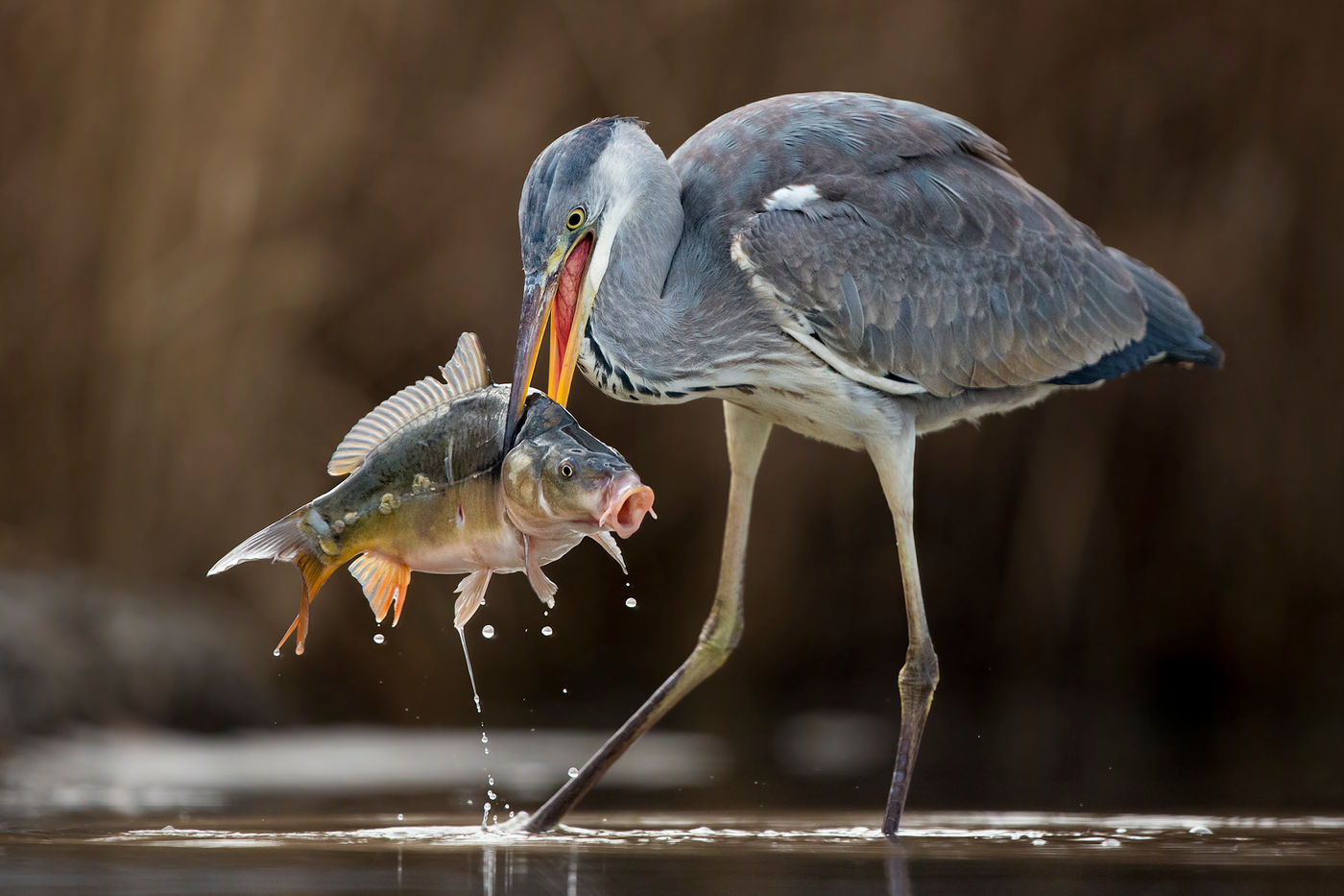 © Bence Maté/STARLING reizen