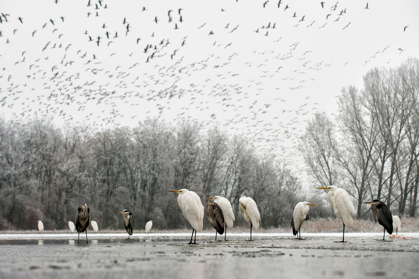 © Bence Maté/STARLING reizen