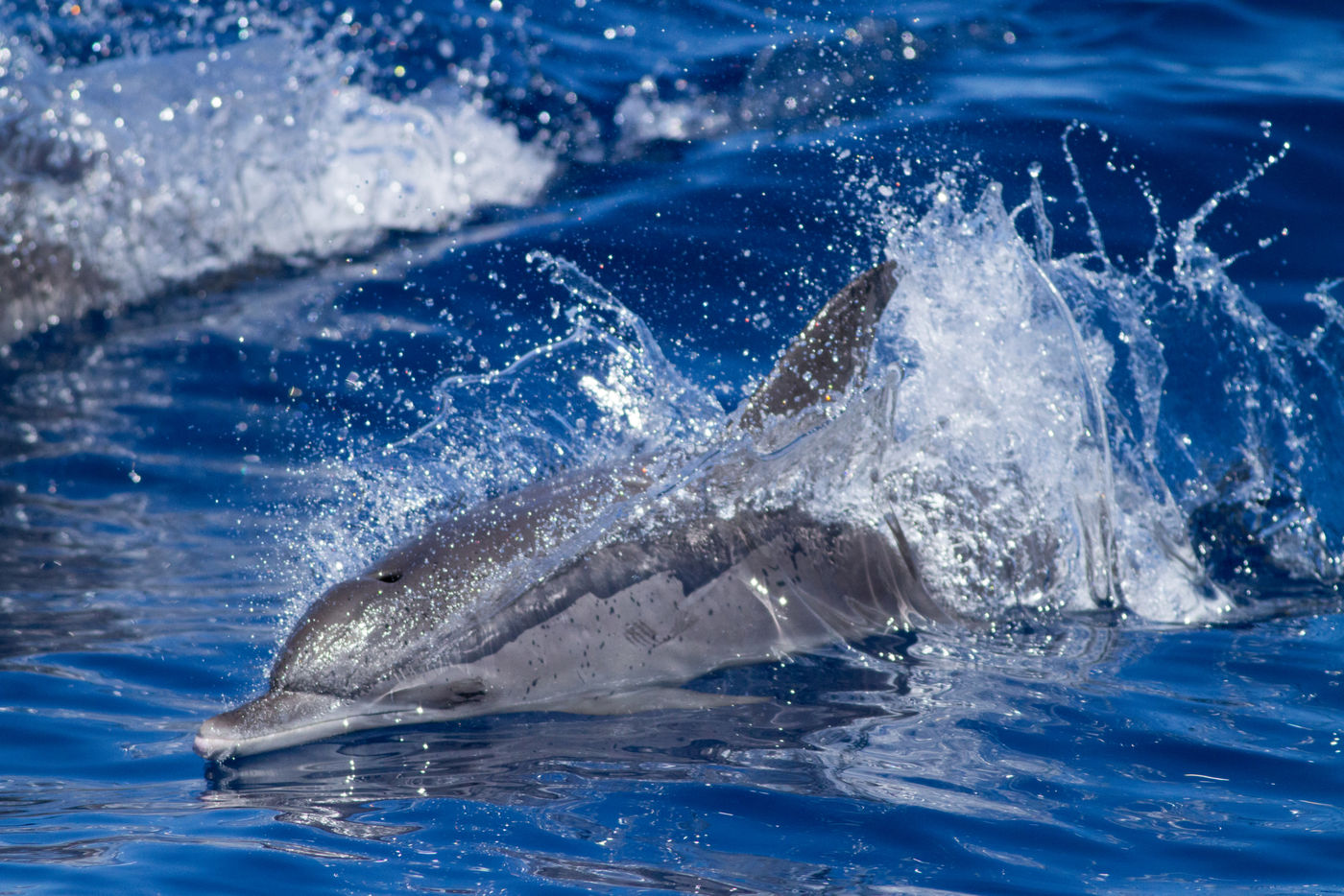 2 Atlantic Spotted Dolphin-2