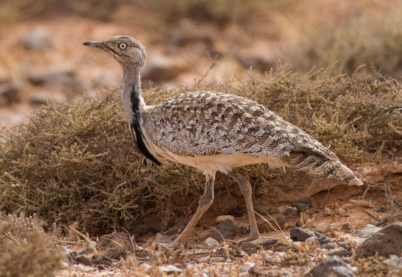 3 Houbara Bustard (Chlamydotis (undulata) fuerteventurae)