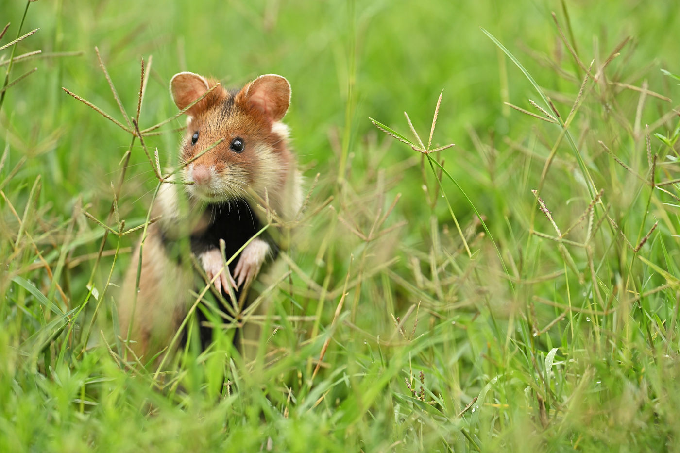 AY0_0382_20210801_8369_Hamster © Yves Adams