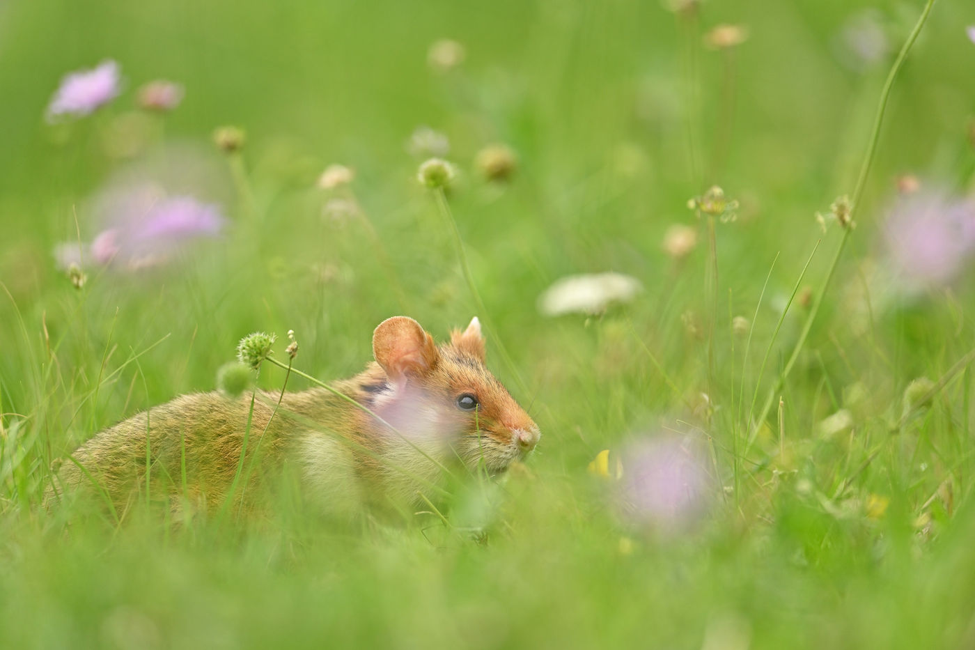 AY0_1089_20210801_8376_Hamster © Yves Adams