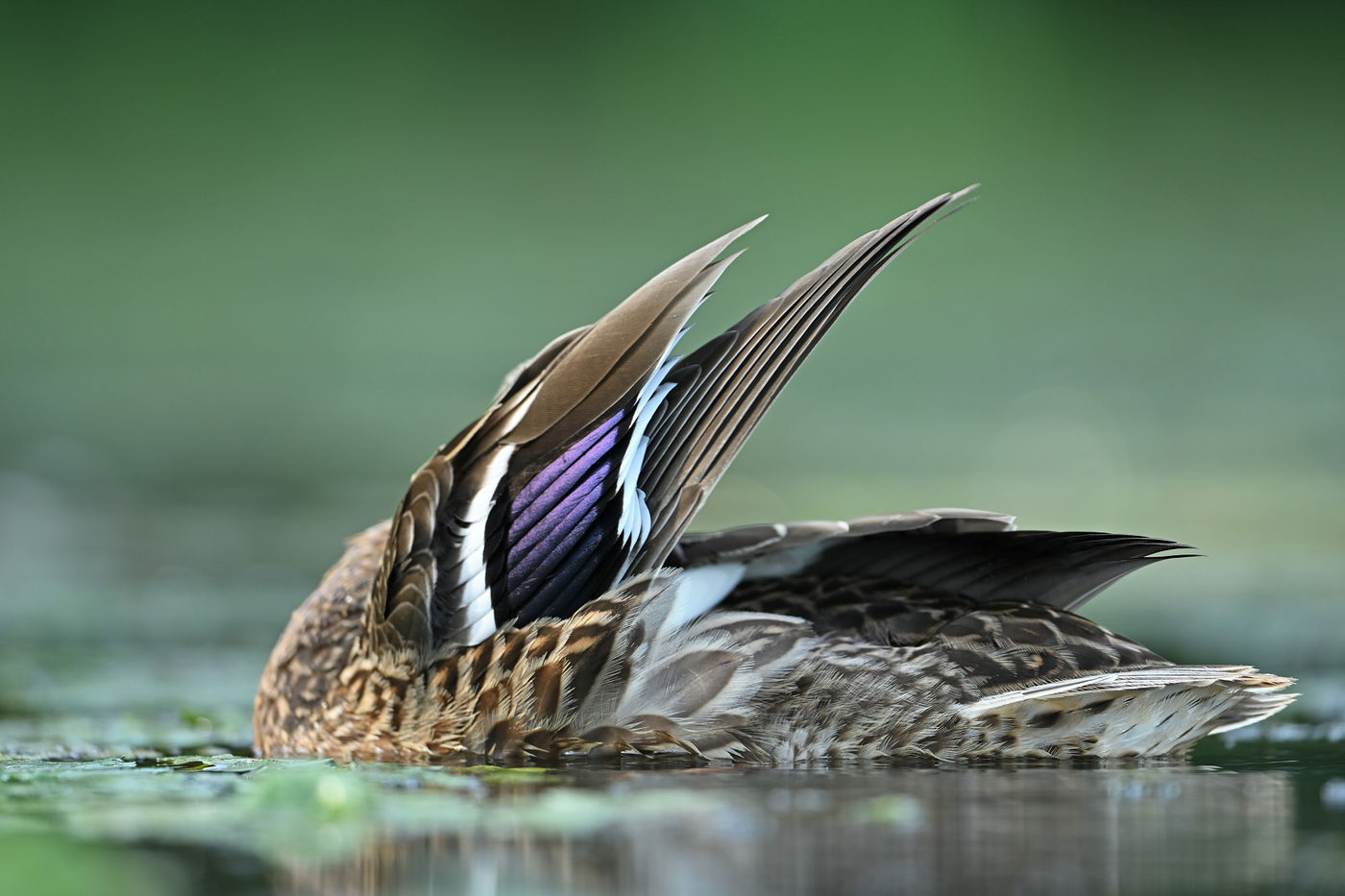 AY0_4930_20210803_8307_Wildeeend © Yves Adams