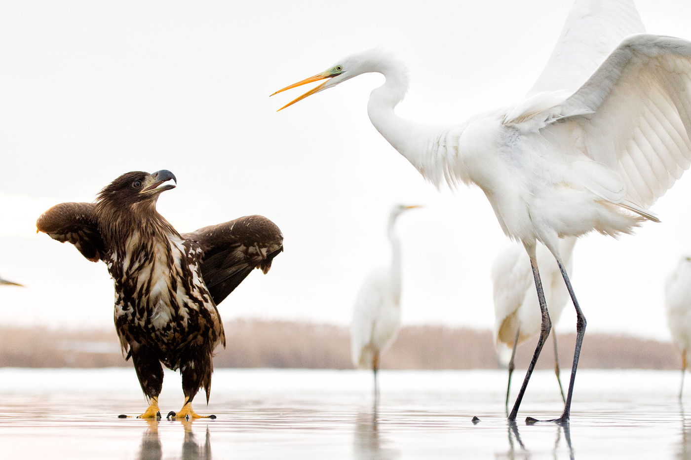 © Bence Maté/STARLING reizen