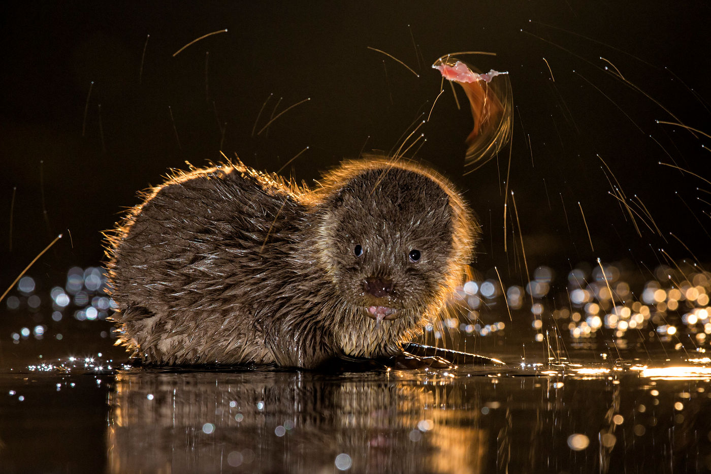 © Bence Maté/STARLING reizen