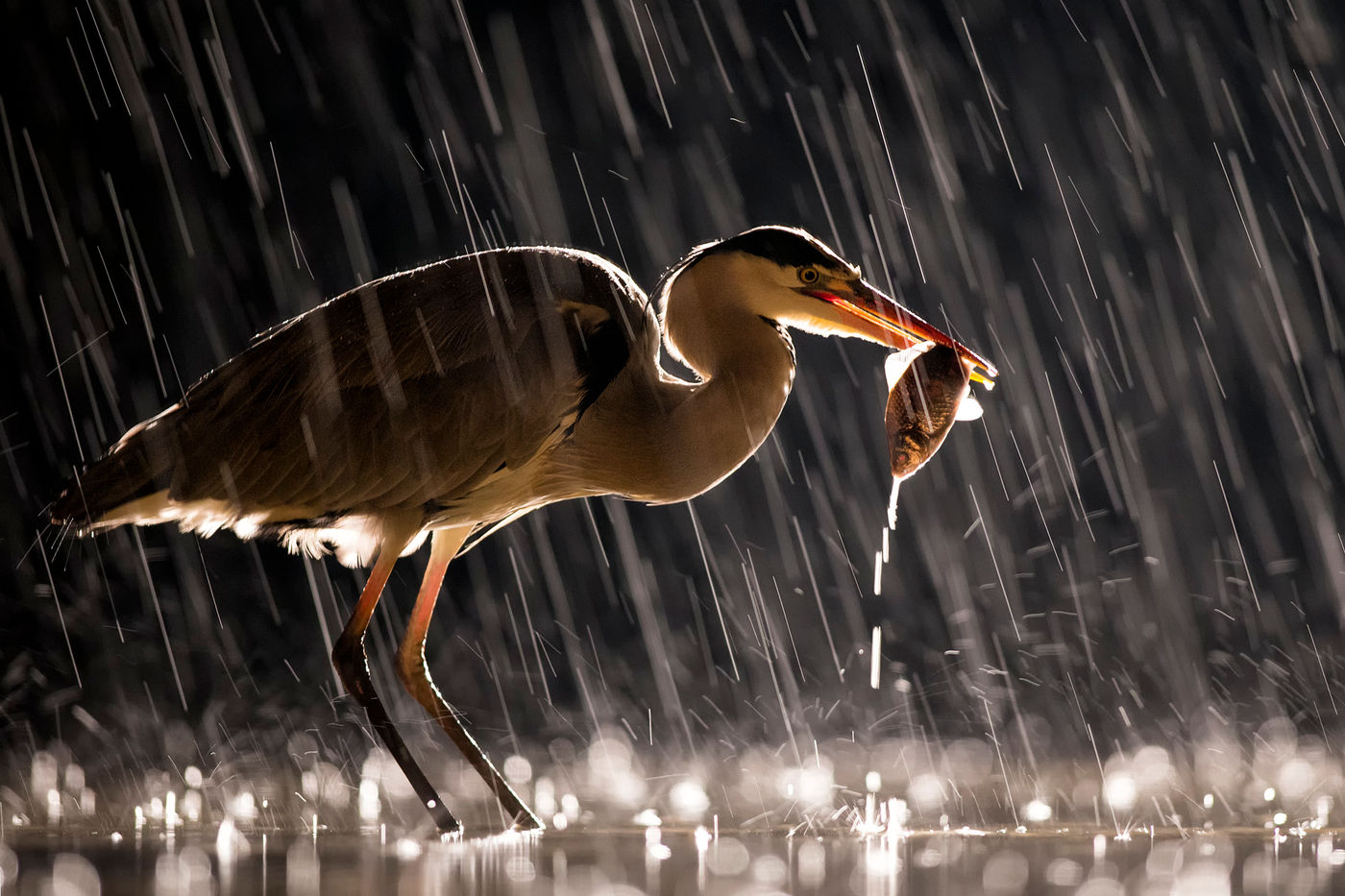 © Bence Maté / voyages STARLING