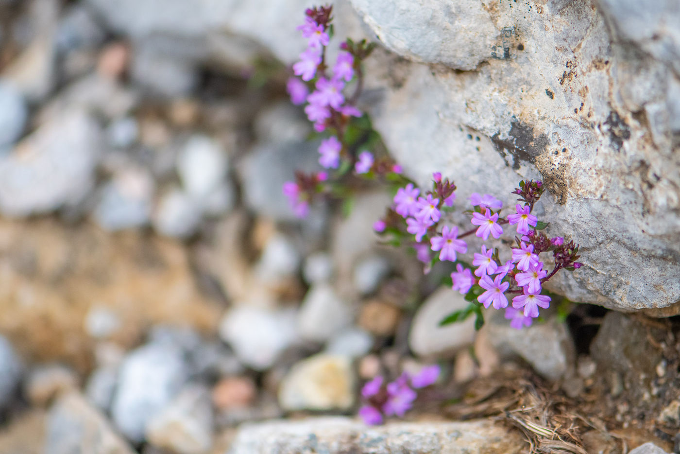 SpanjeGrirgnard-14 © Billy Herman