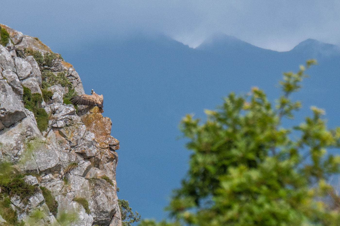 SpanjeGrirgnard-5 © Billy Herman