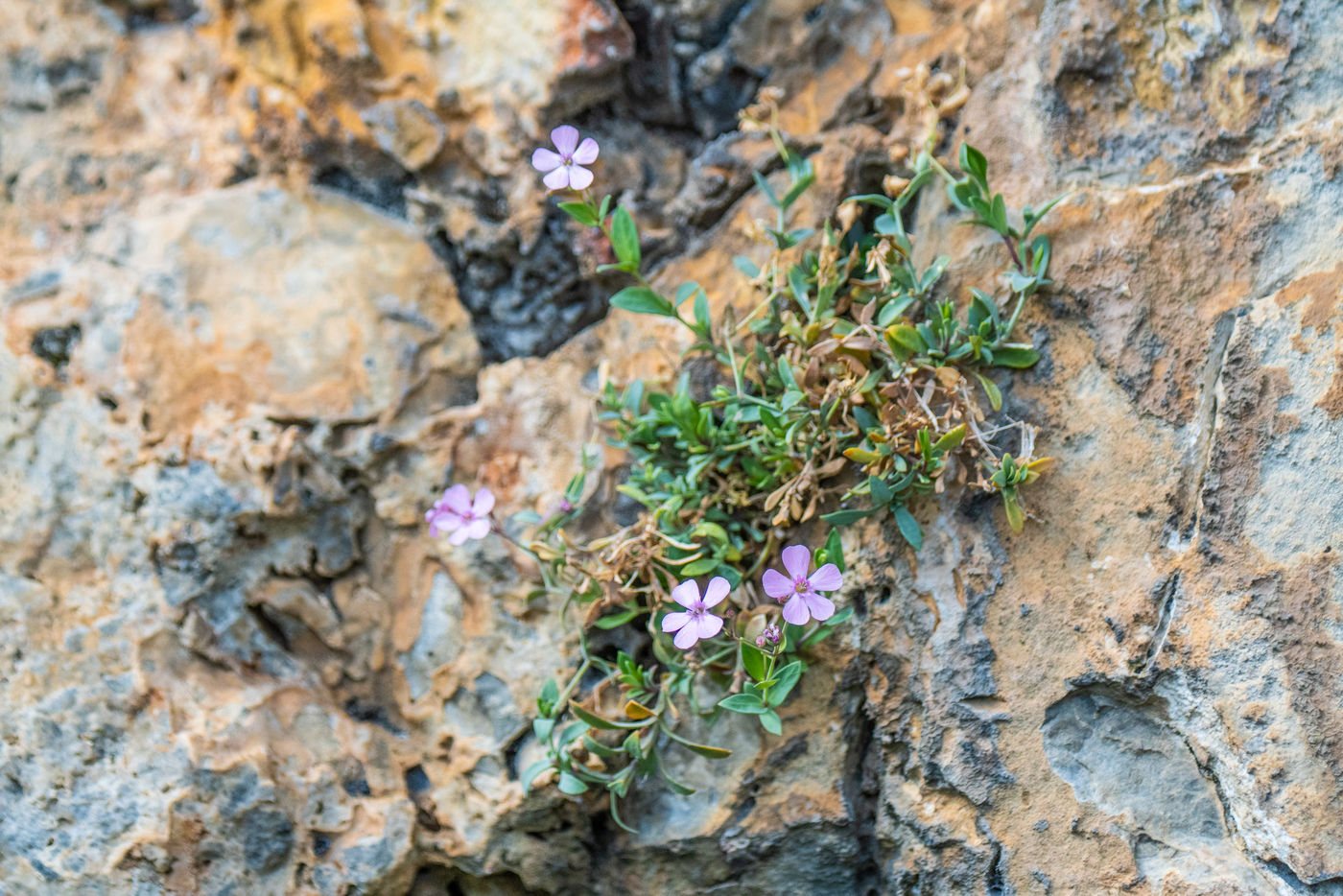 SpanjeGrirgnard-8 © Billy Herman