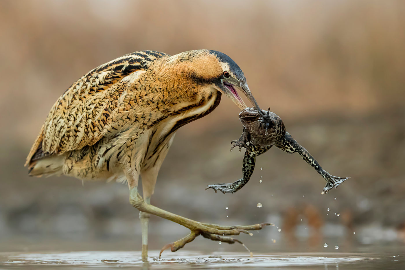 © Bence Maté/STARLING reizen