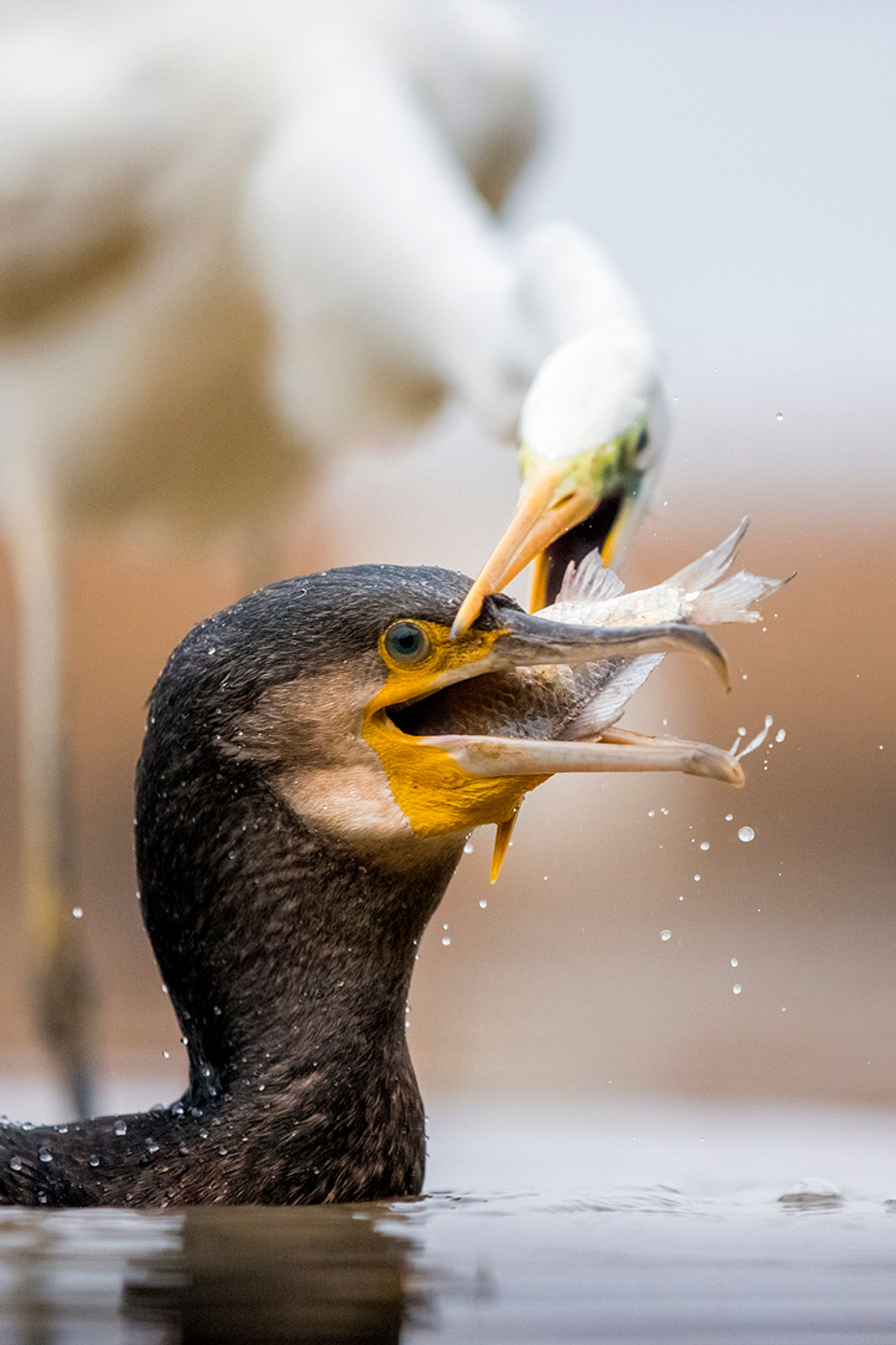 © Bence Maté/STARLING reizen