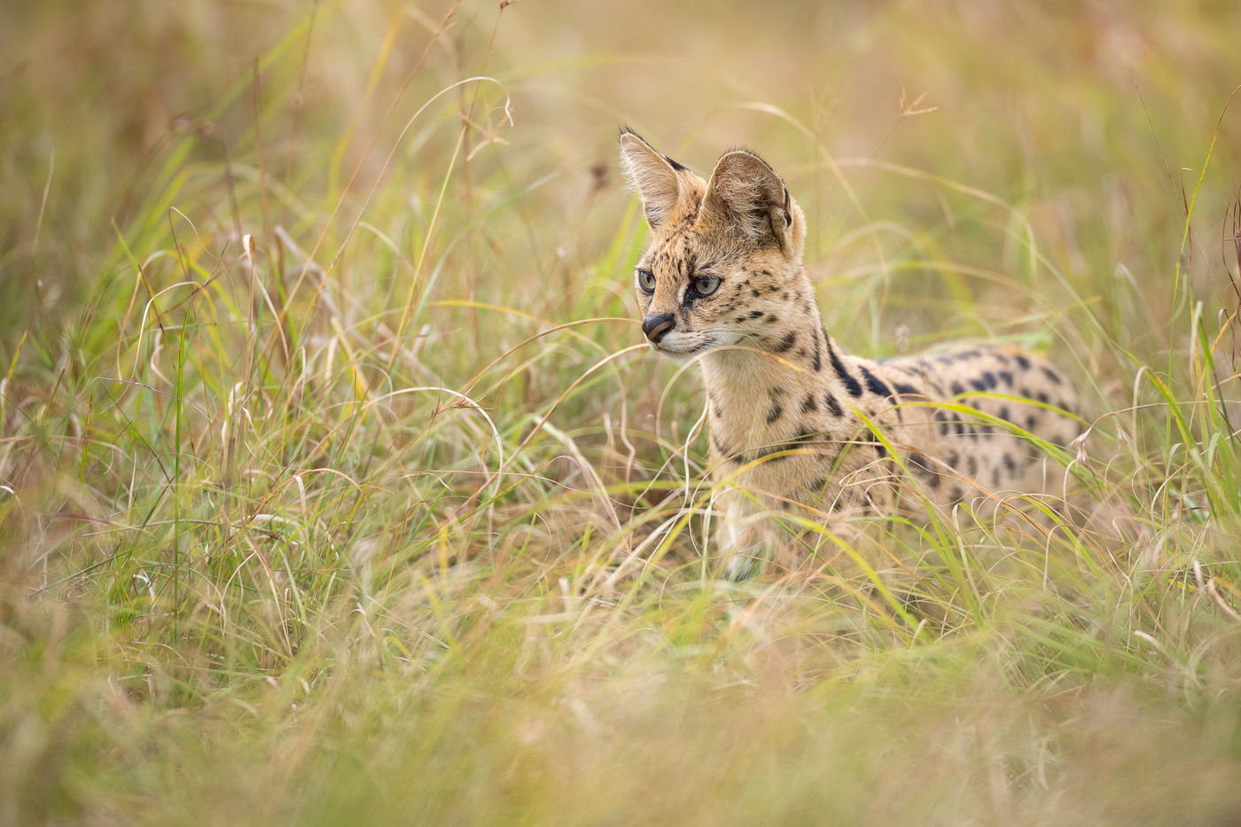Jagende serval! © Alexander Brackx