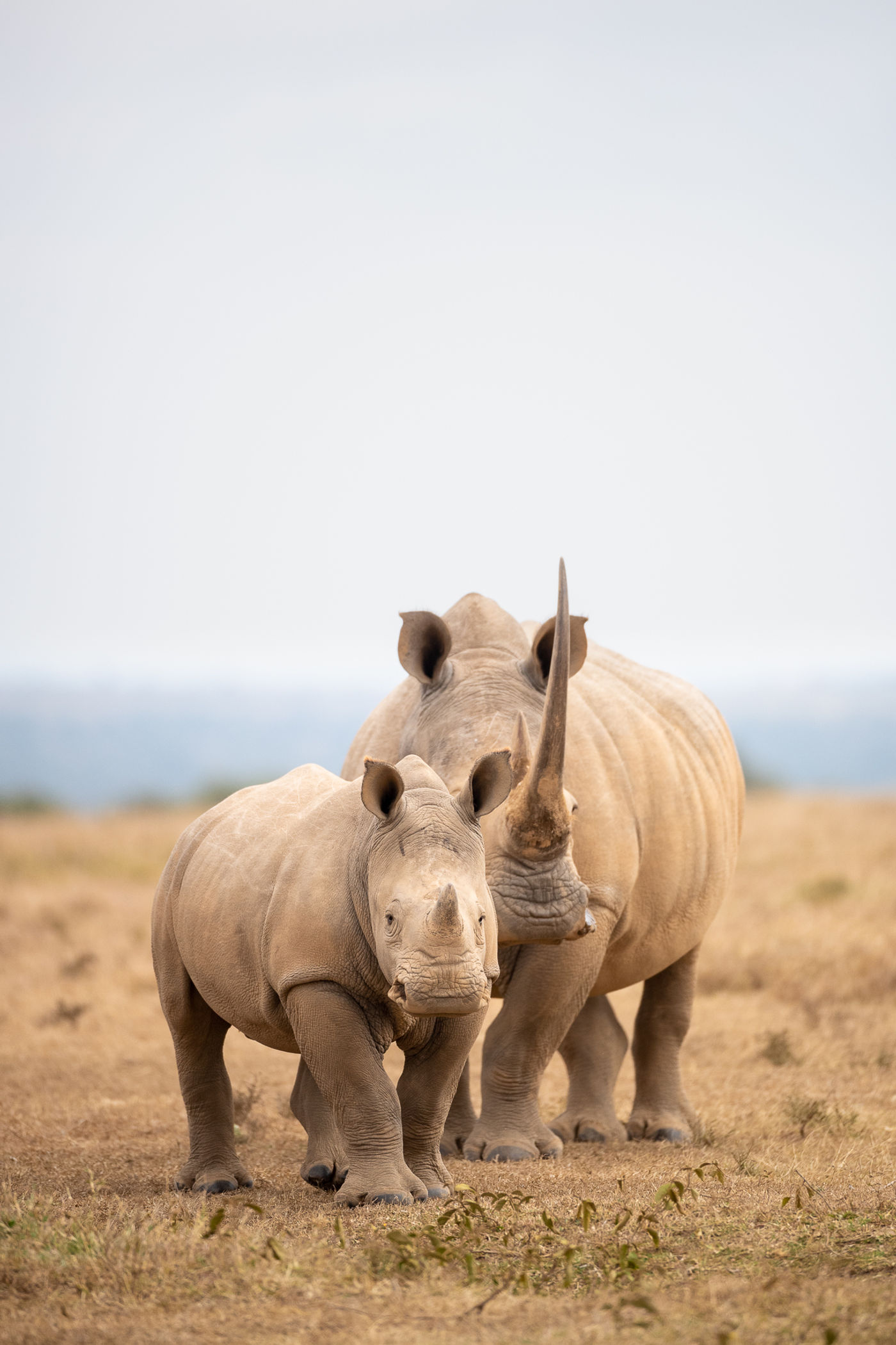 White rhino. © Alexander Brackx
