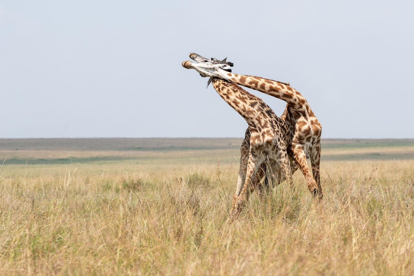 Vechtende giraffen. © Alexander Brackx