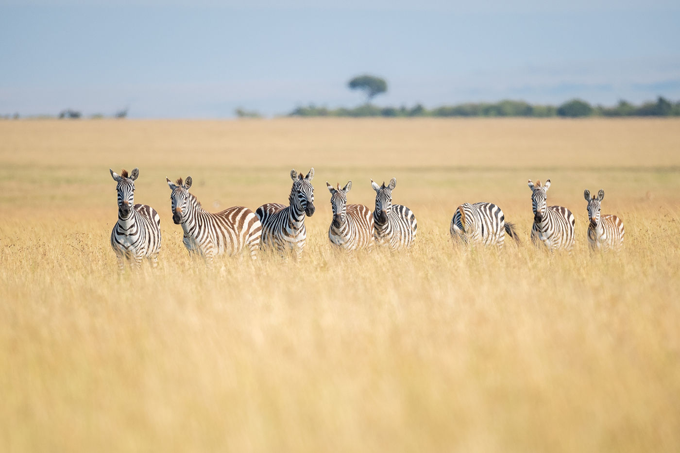 Sober maar prachtig beeld van groep zebra's. © Alexander Brackx