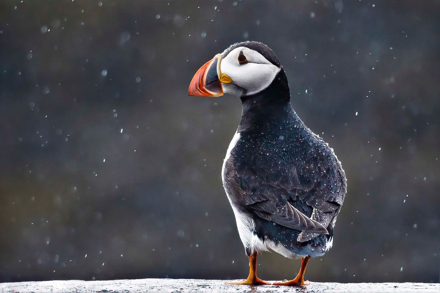 Macareux moine sous la pluie d'Ecosse. © Noé Terorde