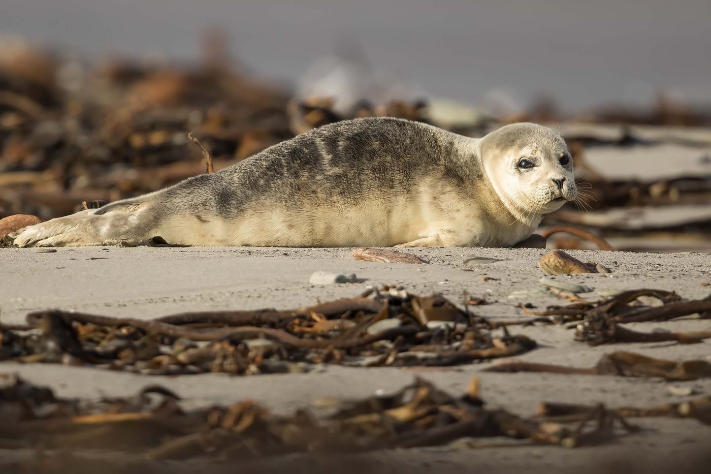 Un jeune phoque se repose sur la plage. 