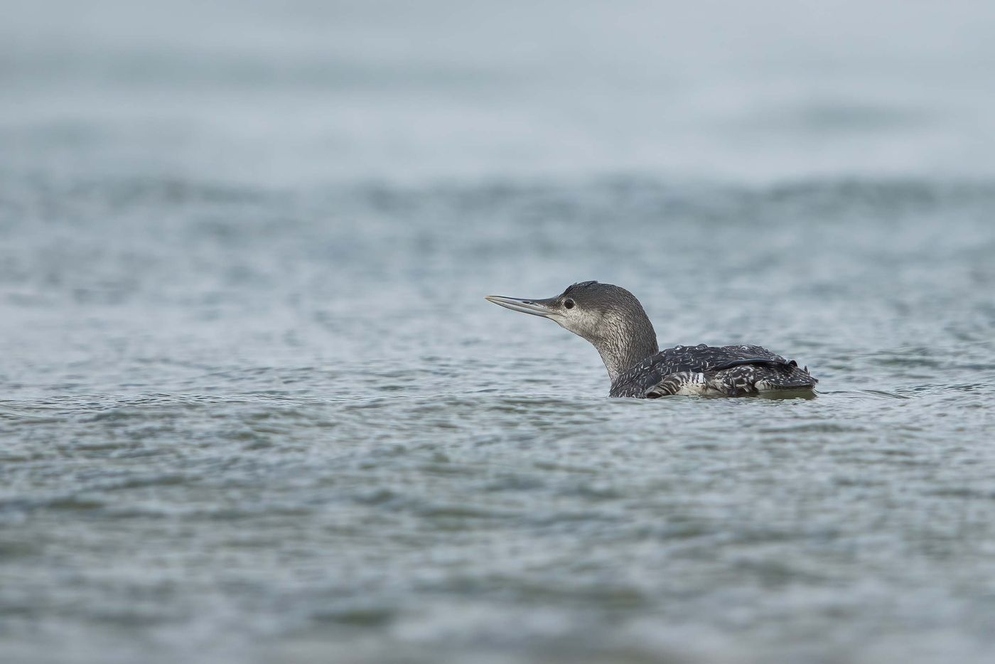 Parfois les plongeons s'approchent près des côtes et nous offrent de belles observations. Roodkeelduiker