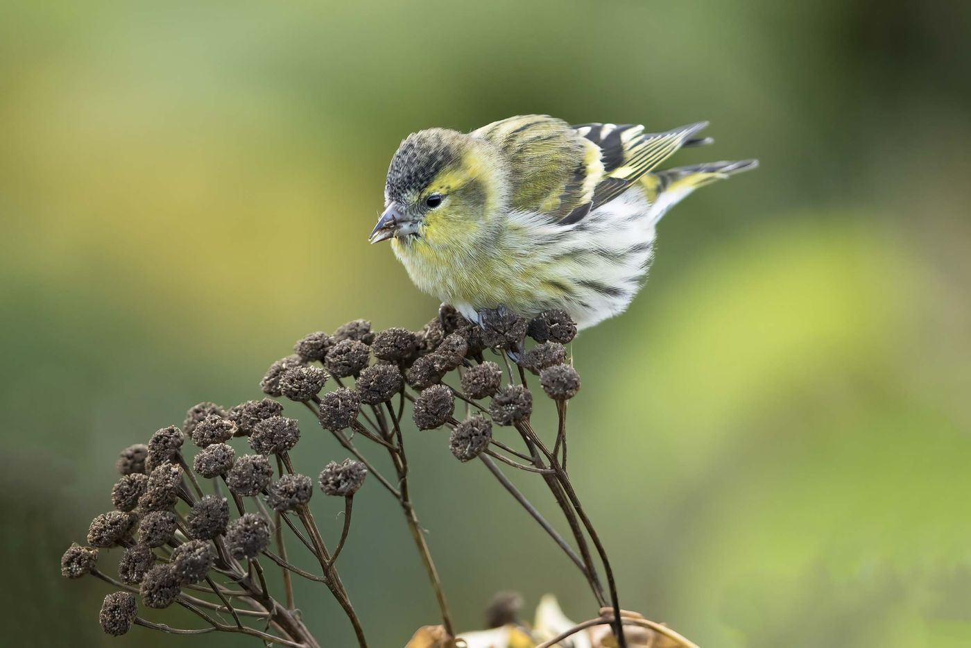 Beaucoup d'oiseaux se laissent observer de très près à Ouessant, tant ils sont affamés. © Noé Terorde
