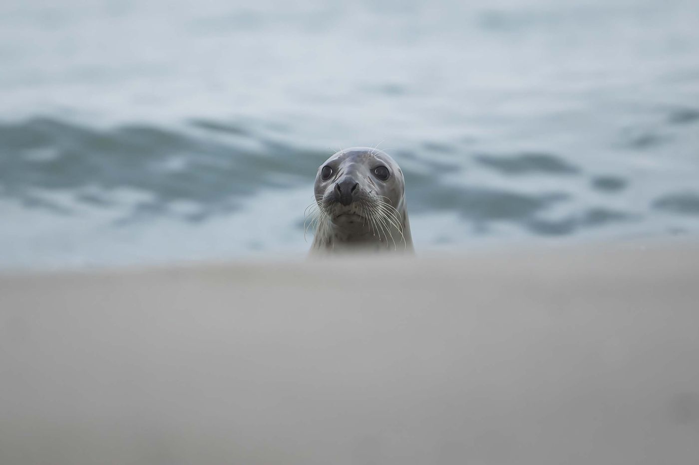 Un phoque apparaît au bord de la plage de Dune. Grijze zeehond