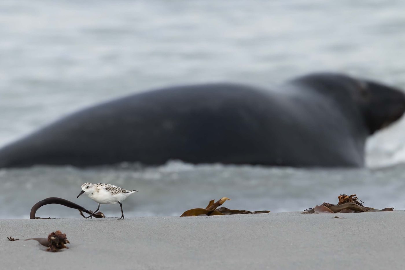 Bécasseau sanderling devant un phoque gris sur la plage. Drieteenstrandloper met een grijze zeehond op de achtergrond.