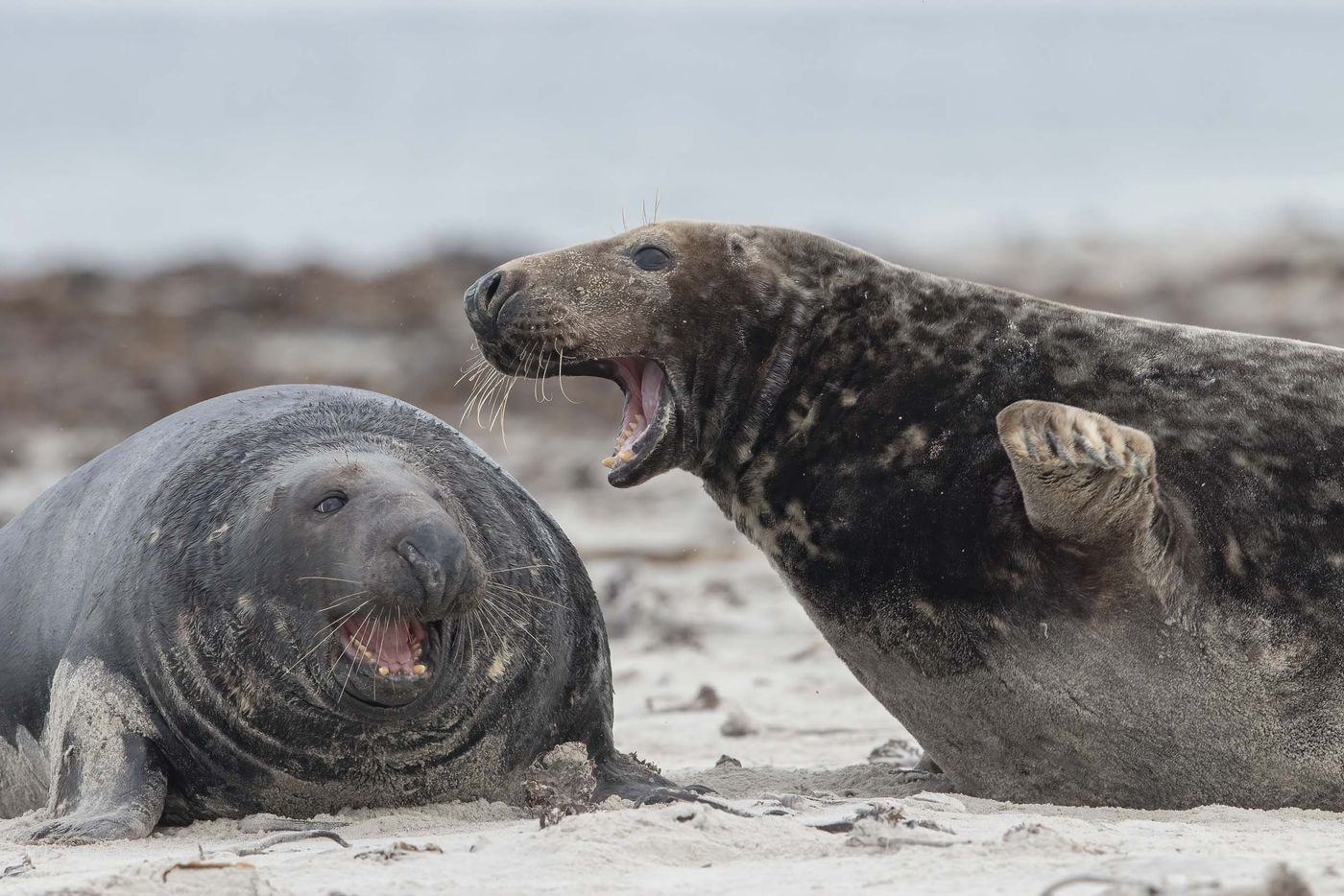 Discussion paisible ou combat de phoques? Grijze zeehonden