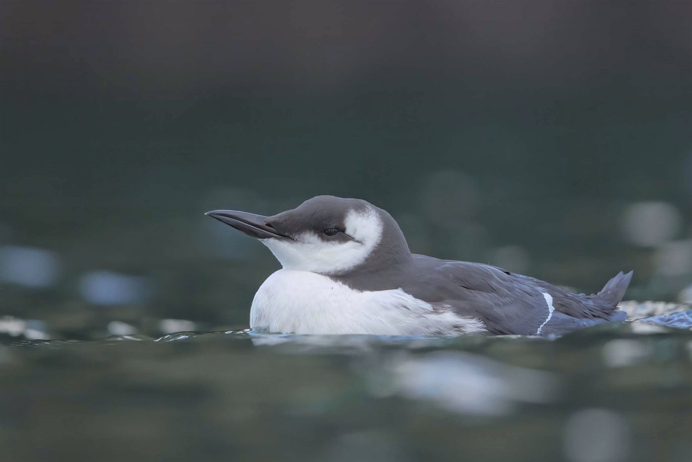 Guillemot de Troïl dans une lumière de fin de journée... © Noé Terorde