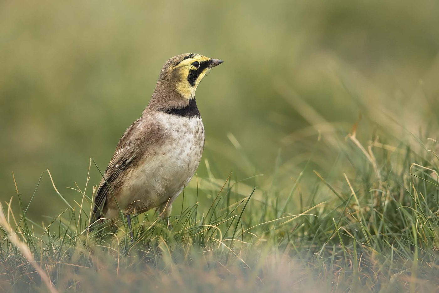 L'alouette haussecol est observée annuellement sur Helgoland et Dune, mais jamais en grands nombres. © Noé Terorde