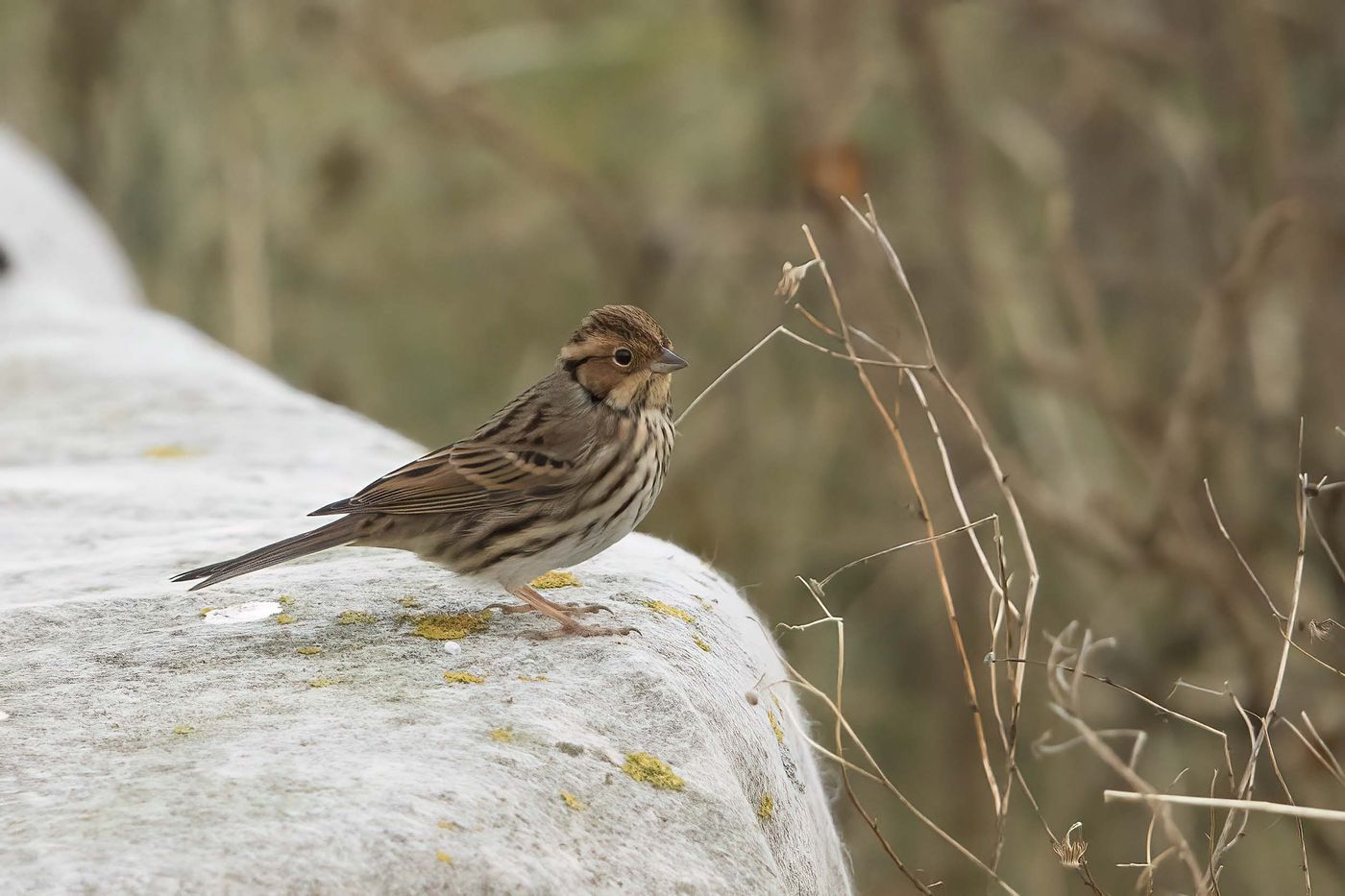Découverte d'un bruant nain lors de notre expédition 2021. Dwerggors