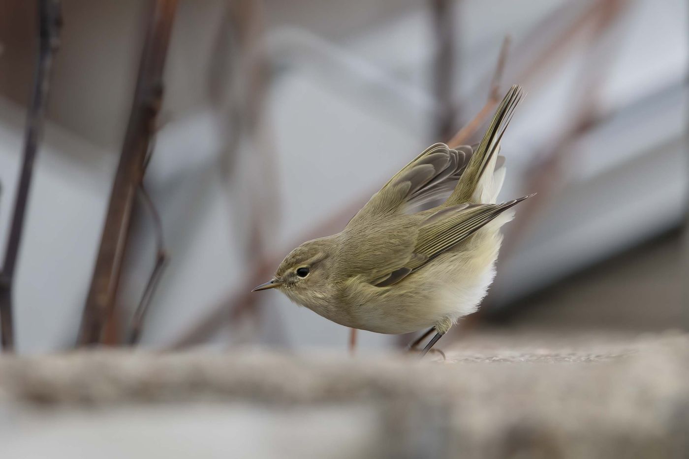 Pouillot véloce de type abietinus, sous espèce scandinave. Siberische tjiftjaf