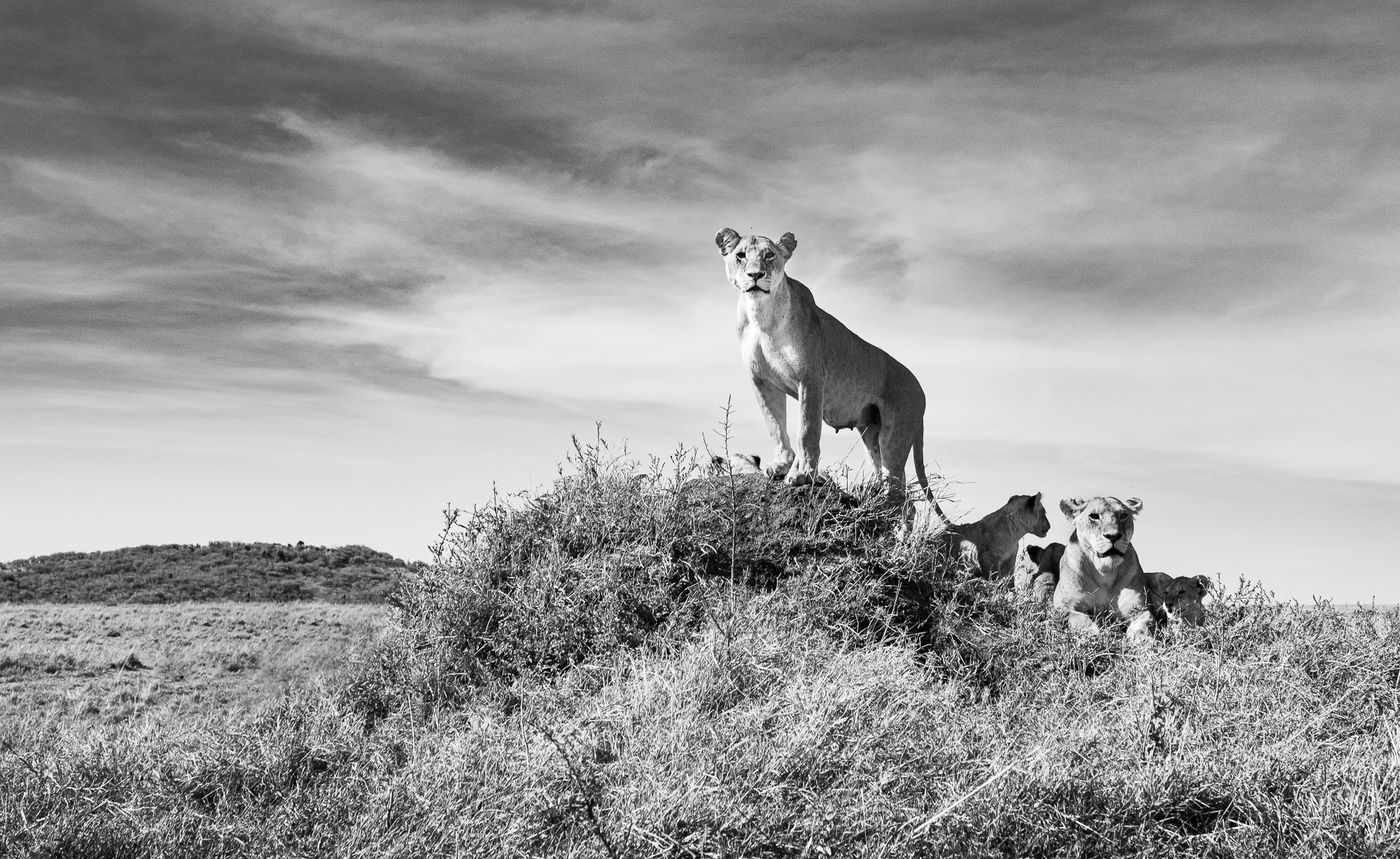 Jeffrey zijn favoriete lens op safari is de 24-70mm en dat betekent dat we dicht komen! © Jeffrey Van Daele