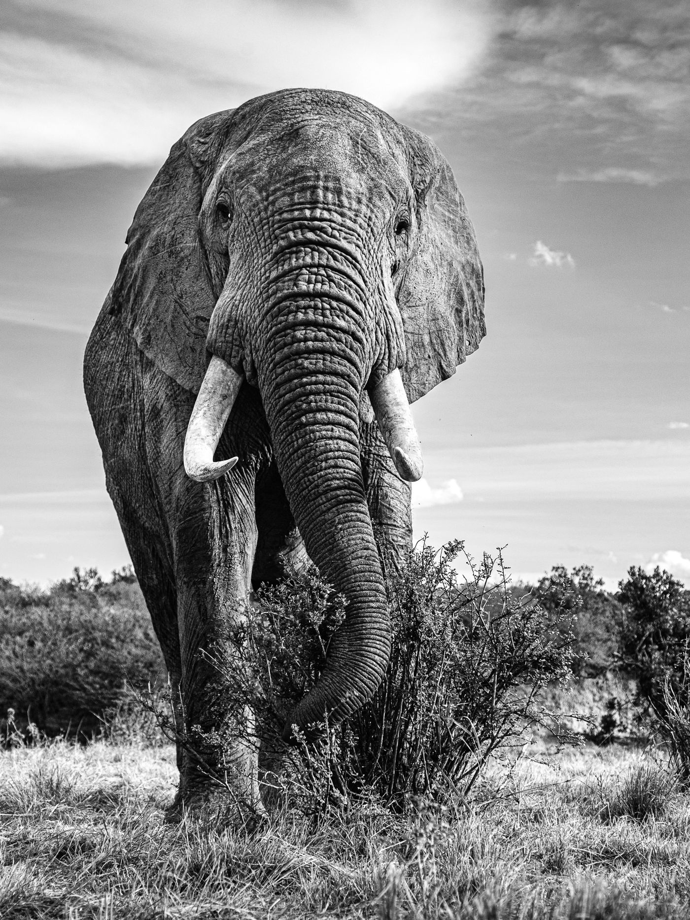 JEFH1814 Jeffrey zijn favoriete lens op safari is de 24-70mm en dat betekent dat we dicht komen! © Jeffrey Van Daele