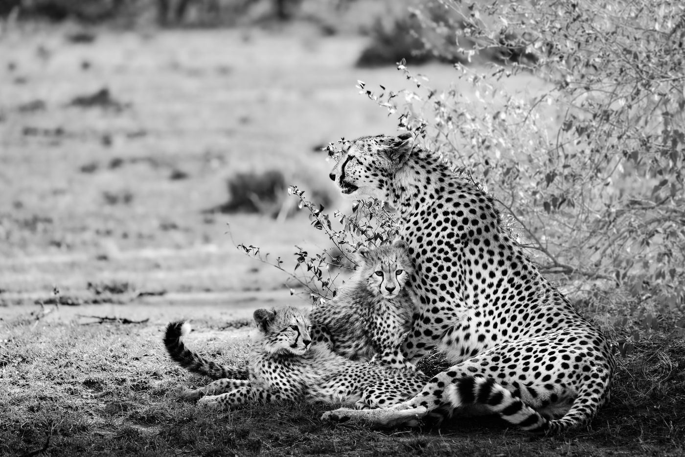 In December zien we niet enkel leeuwenwelpjes, maar ook de Cheetah met jongen. © Jeffrey Van Daele