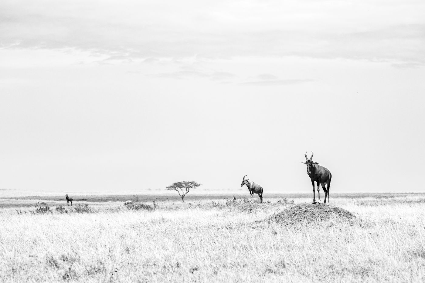 Met Jeffrey als gids ga je ook alles wat grafischer bekijken. © Jeffrey Van Daele